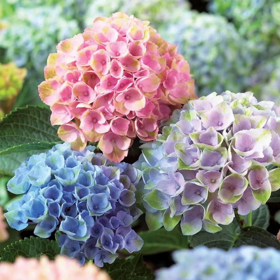🔥Last Day 49%OFF - Colorful Giant Hydrangea Seeds-Perennial Flower Seeds
