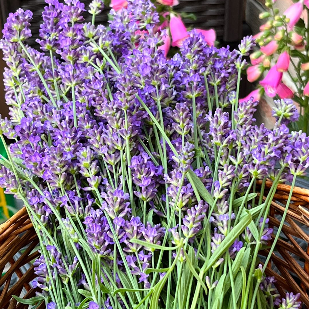 Lavender Seeds - Packet / Bulk-Plantjoyfarm-Flower Seeds