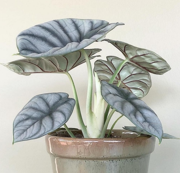 Alocasia baginda 'Silver Dragon' RARE Indoor and Outdoor Live Tropical House Plant-Plantjoyfarm-Garden Seeds,Flowers Seeds,best selling