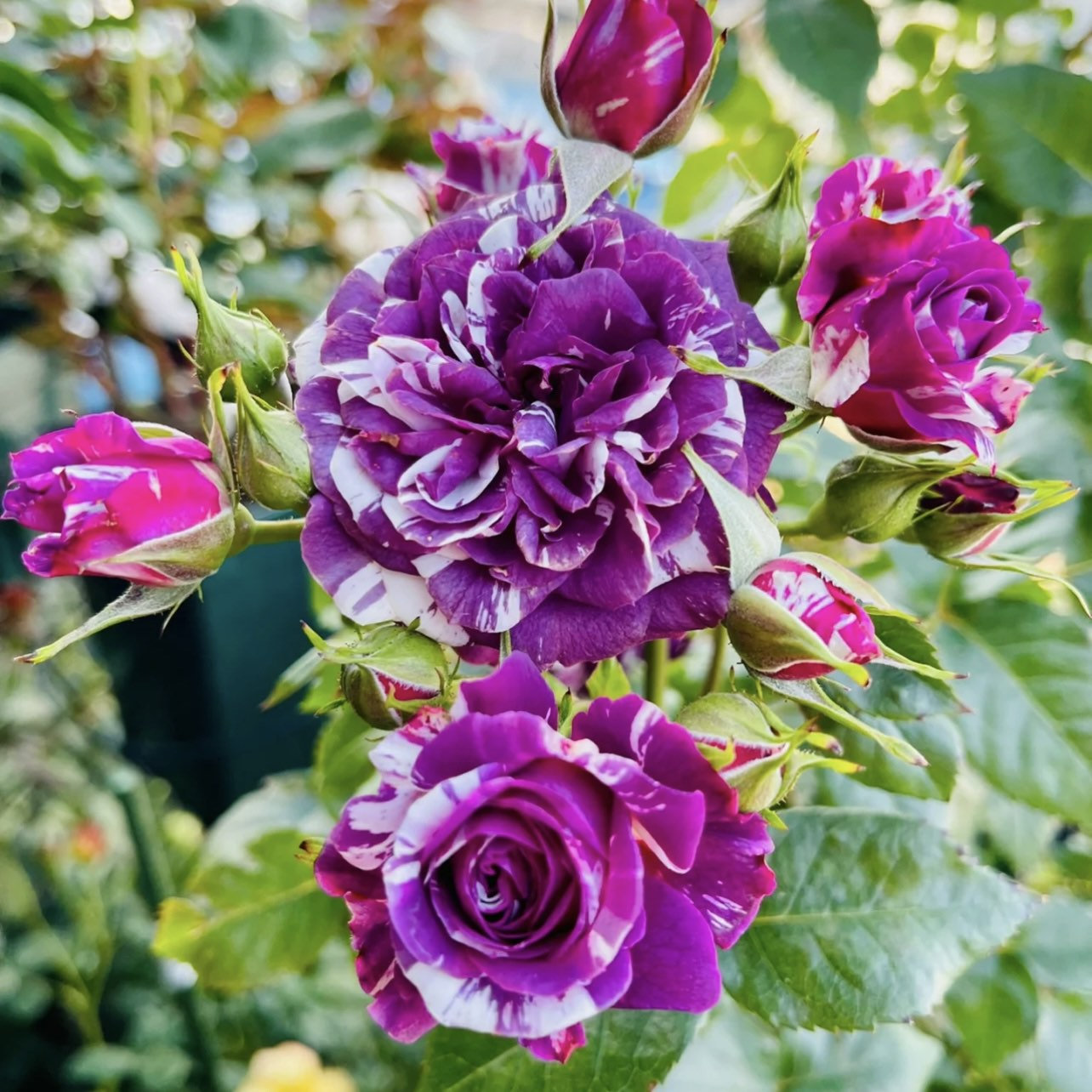Rose “Scented Jewel-Plantjoyfarm-Flowers Seeds,Garden Seeds,Rose seeds,best selling