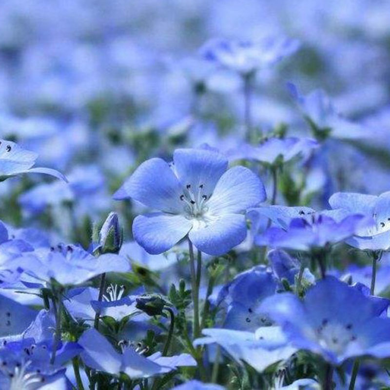 Lobelia Seeds - One of the best edging plants-Plantjoyfarm-Garden Seeds,Flowers Seeds,best selling