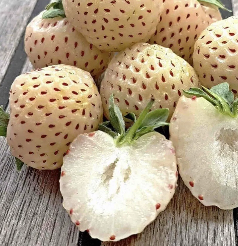 🍓White Strawberry Seeds(🪴Buy 3 Get 1 Free🌿Hardy and Pest-Resistant)-Plantjoyfarm-