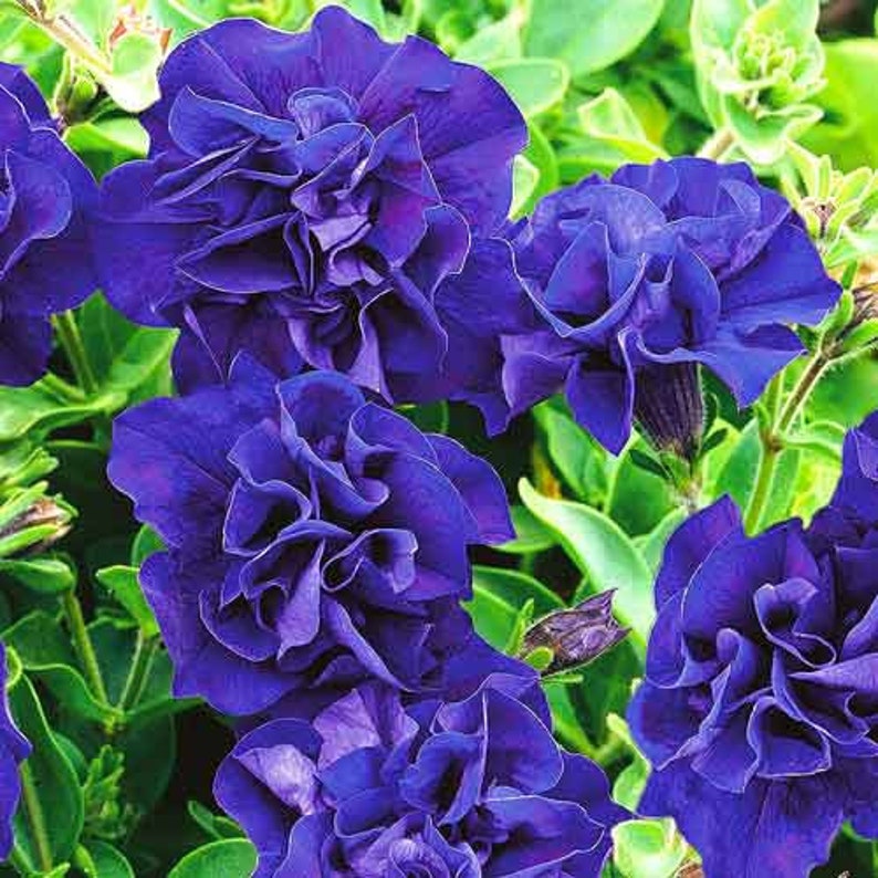 Double Cascade Petunia Duo Blue F1 Seeds - Petunia x hybrida-Plantjoyfarm-Petunia,Garden Seeds,best selling