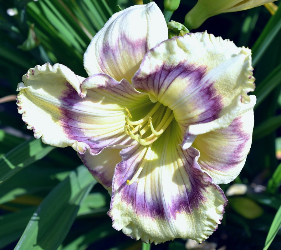 Daylily Hybrid Flowers Seeds, Hemerocallis Hybrid, 20pcs/pack-Plantjoyfarm-Flower Seeds,Garden Seeds,best selling