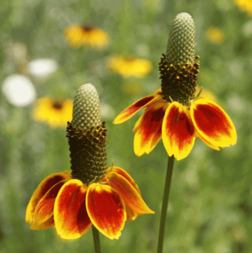 50 Pcs RARE MEXICAN HAT SEEDS-Plantjoyfarm-Garden Seeds,best selling
