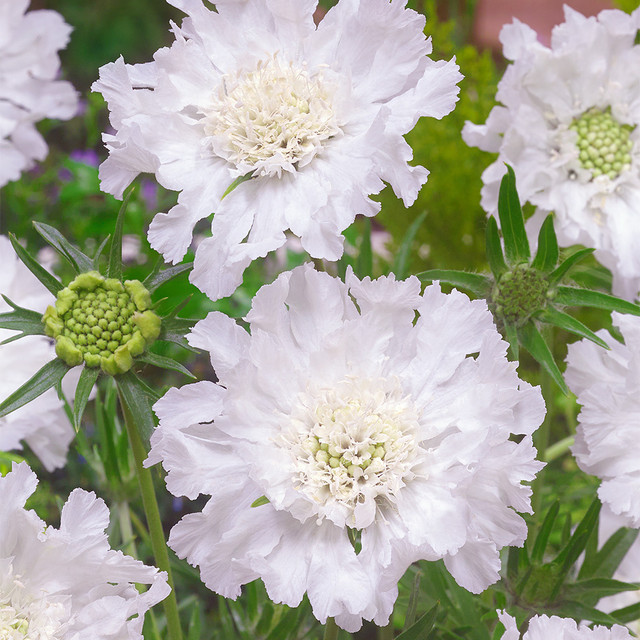 Scabiosa Comosa Seeds-Plantjoyfarm-Flower Seeds,Garden Seeds,best selling