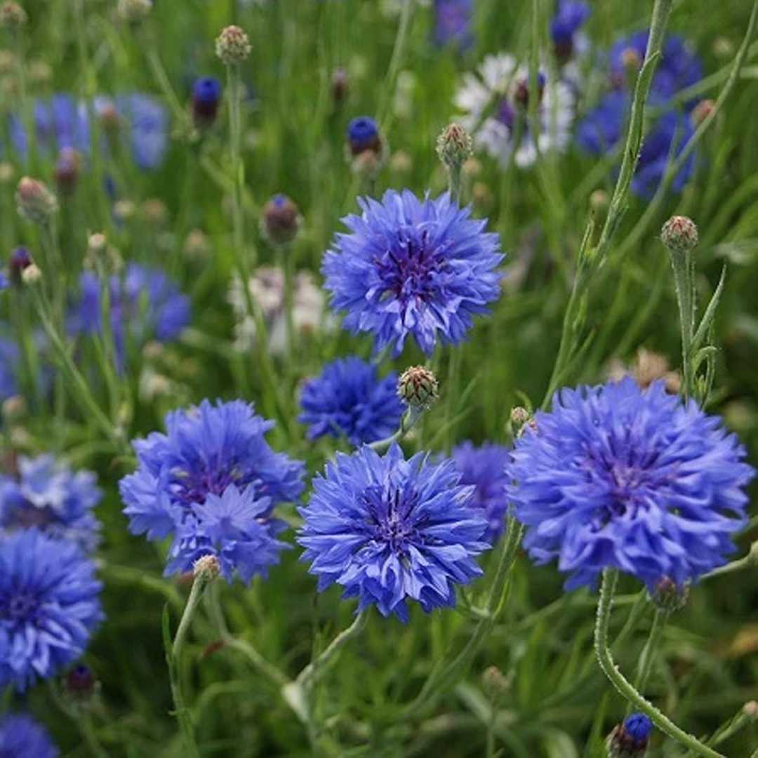 Mixed Cornflower / Bachelor Button Seeds-Plantjoyfarm-Flower Seeds