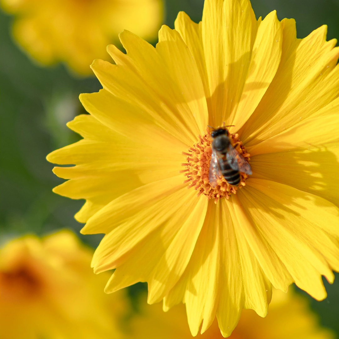 Lance-Leaf Coreopsis Seeds-Plantjoyfarm-Flower Seeds