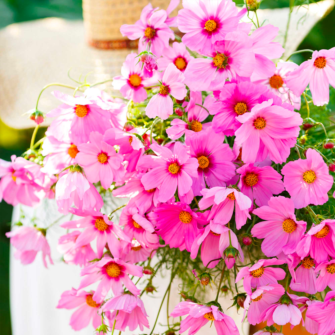 Crazy For Mixed Cosmos Flower Seed-Plantjoyfarm-Flower Seeds