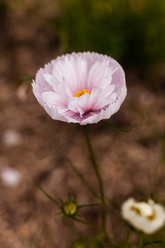 COSMOS CUPCAKE BLUSH FLOWER SEEDS-Plantjoyfarm-Flower Seeds,Garden Seeds,best selling
