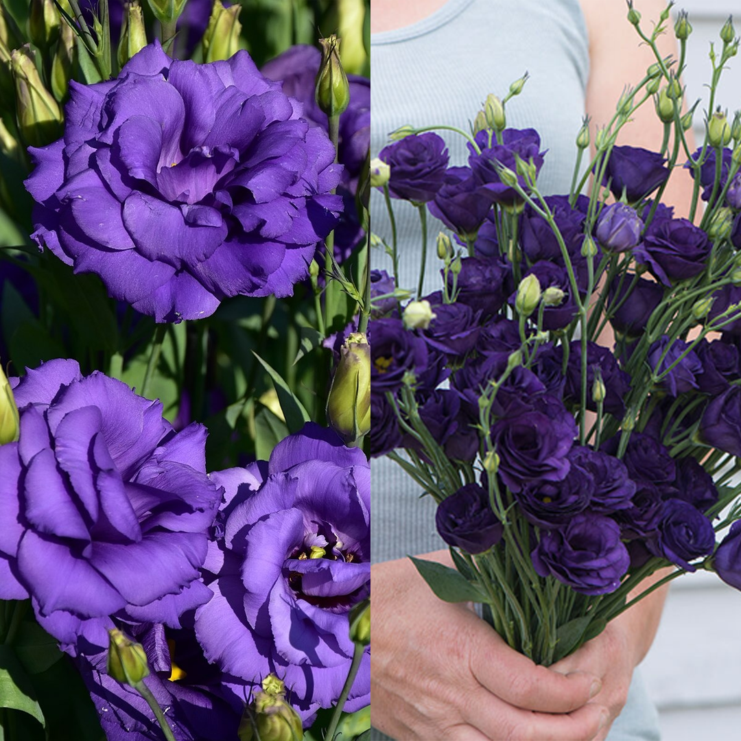 Lisianthus / Eustoma Grandiflorum Seeds-Plantjoyfarm-Flower Seeds