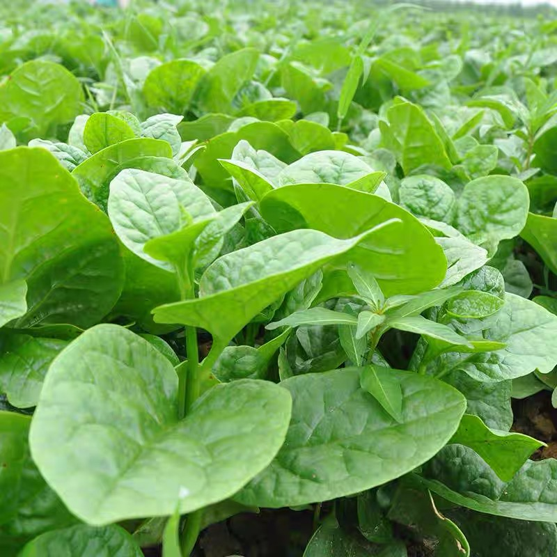 Basella Alba Seeds-Plantjoyfarm-Vegetable Seeds,best selling
