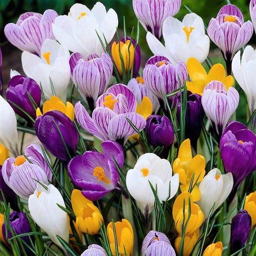 CROCUS BULBS - LARGE FLOWERING MIX-Plantjoyfarm-Garden Seeds,best selling