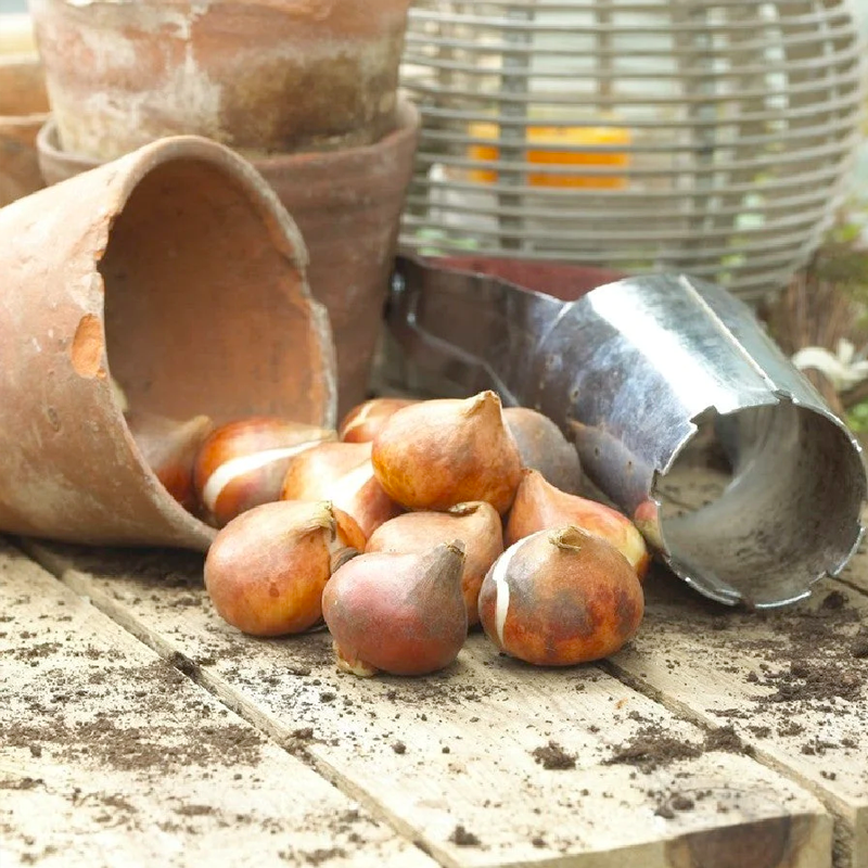 Tulip Bulbs - Royal Purple-Plantjoyfarm-Flower Seeds,flower bulb