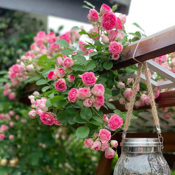 🌹Climbing Rose Seeds - Luck Rises-Plantjoyfarm-best selling,Garden Seeds