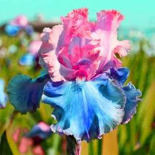 Cotton Candy Dream-Rare Iris Seeds⚜️