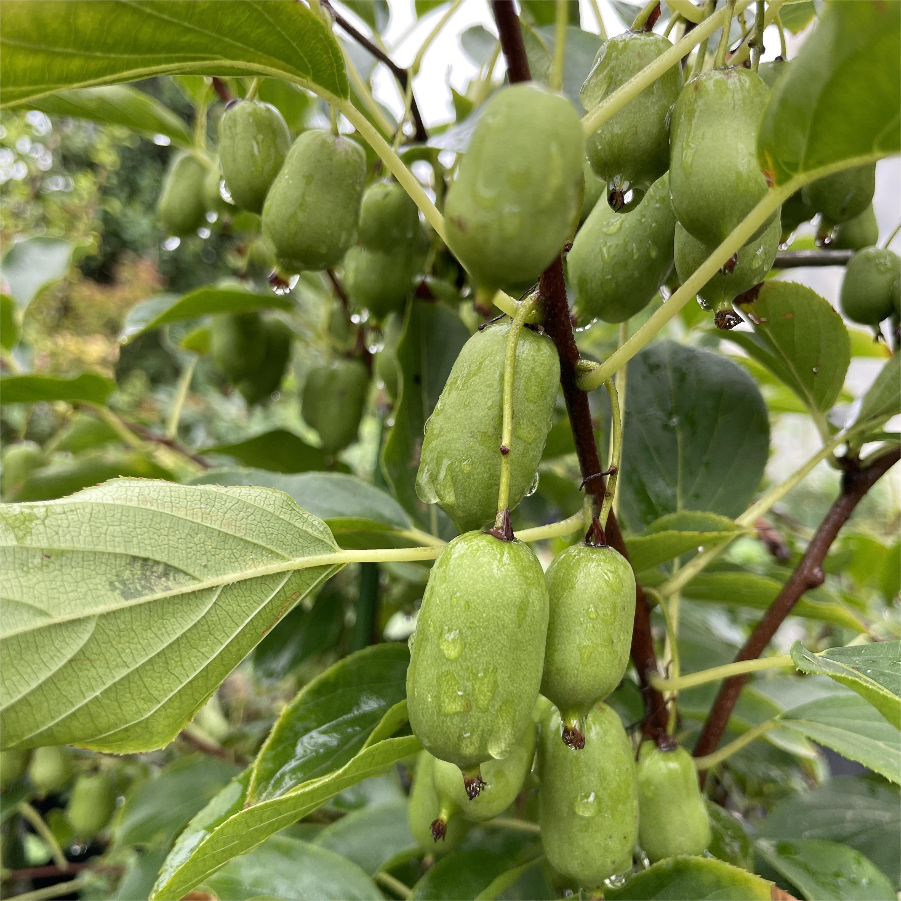 Soft Date Kiwi Fruit Seeds-Plantjoyfarm-