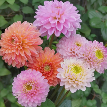 💐Dahlia Double Blend Rainbow Seeds-Plantjoyfarm-Flower Seeds,Garden Seeds,best selling