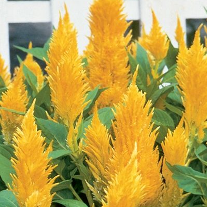 500 Pcs Plumed Castle Celosia Seeds-Plantjoyfarm-Flower Seeds