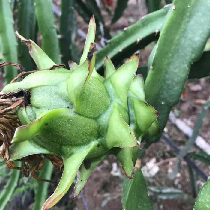 Multi-colored Dragon Fruit Seeds-Plantjoyfarm-Fruit Seeds,best selling