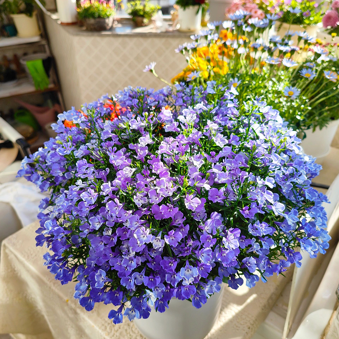 Lobelia Seeds - Blue Carpet-Plantjoyfarm-Flower Seeds