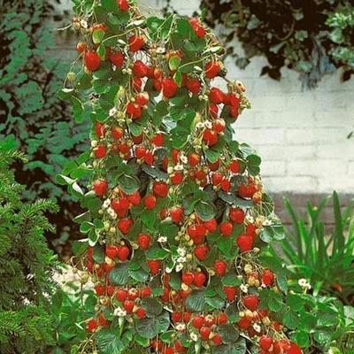Climbing Strawberry Tree Seeds-Plantjoyfarm-Fruit Seeds