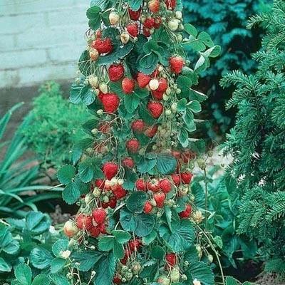Climbing Strawberry Tree Seeds-Plantjoyfarm-Fruit Seeds