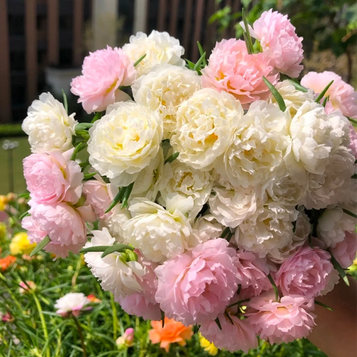 Heavy Petals Pine Leaf Peony-Plantjoyfarm-Garden Seeds,best selling