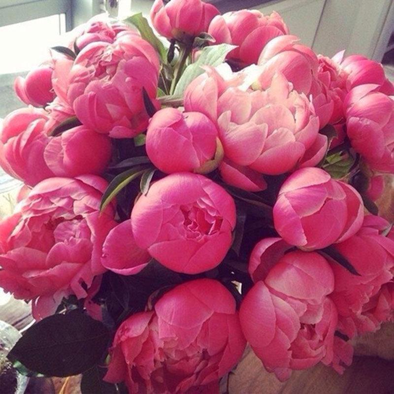 10Pcs Chinese Peony Flower Seeds Perennial Paeonia Suffruticosa Bonsai Plants Home Garden-Plantjoyfarm-Garden Seeds,home and garden,best selling