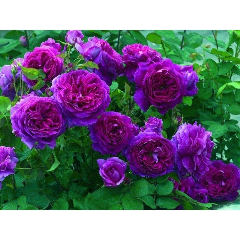 100pcs/Bag Climbing Rose Seeds-Plantjoyfarm-Climbing Rose,Flower Seeds,Garden Seeds,Rose seeds,best selling