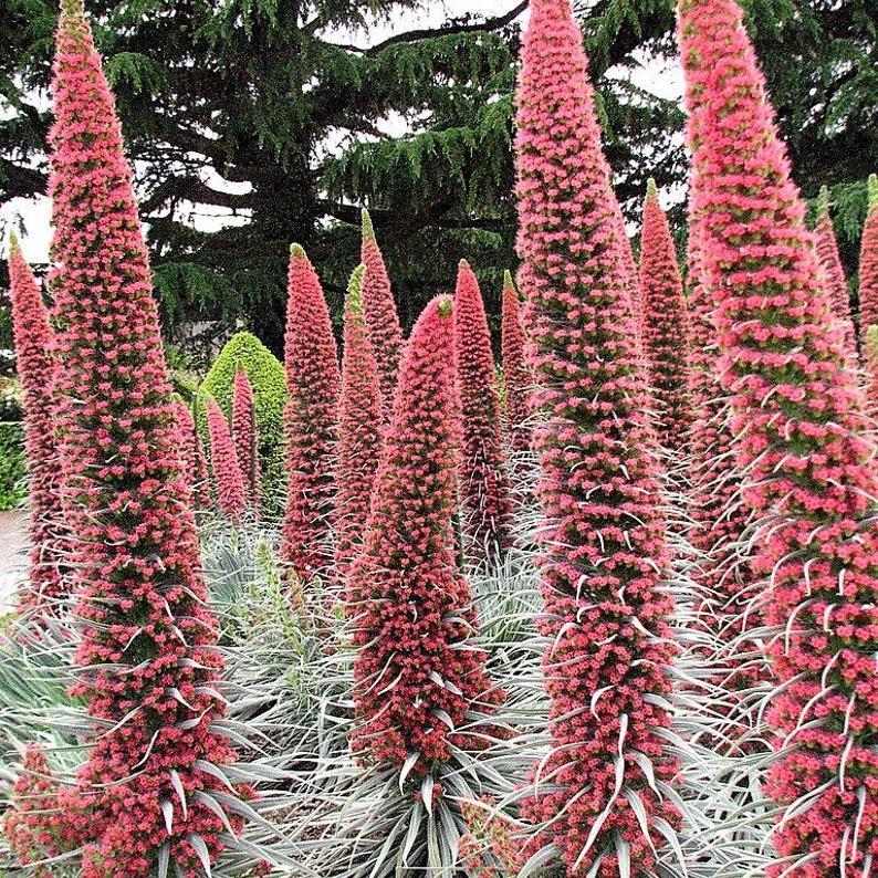 TOWER OF JEWELS Red Bugloss Echium Wildpretii Ruby Hummingbird Flower Seeds *Flat Shipping-Plantjoyfarm-Flower Seeds,Garden Seeds,best selling