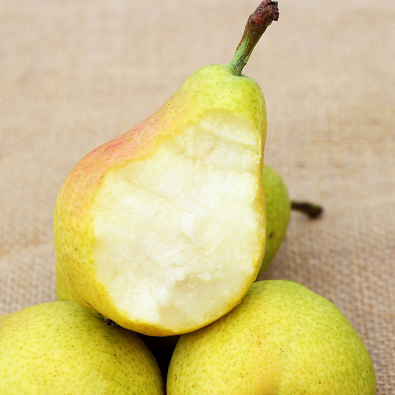 Pyrus communis Seeds - granny's pears-Plantjoyfarm-
