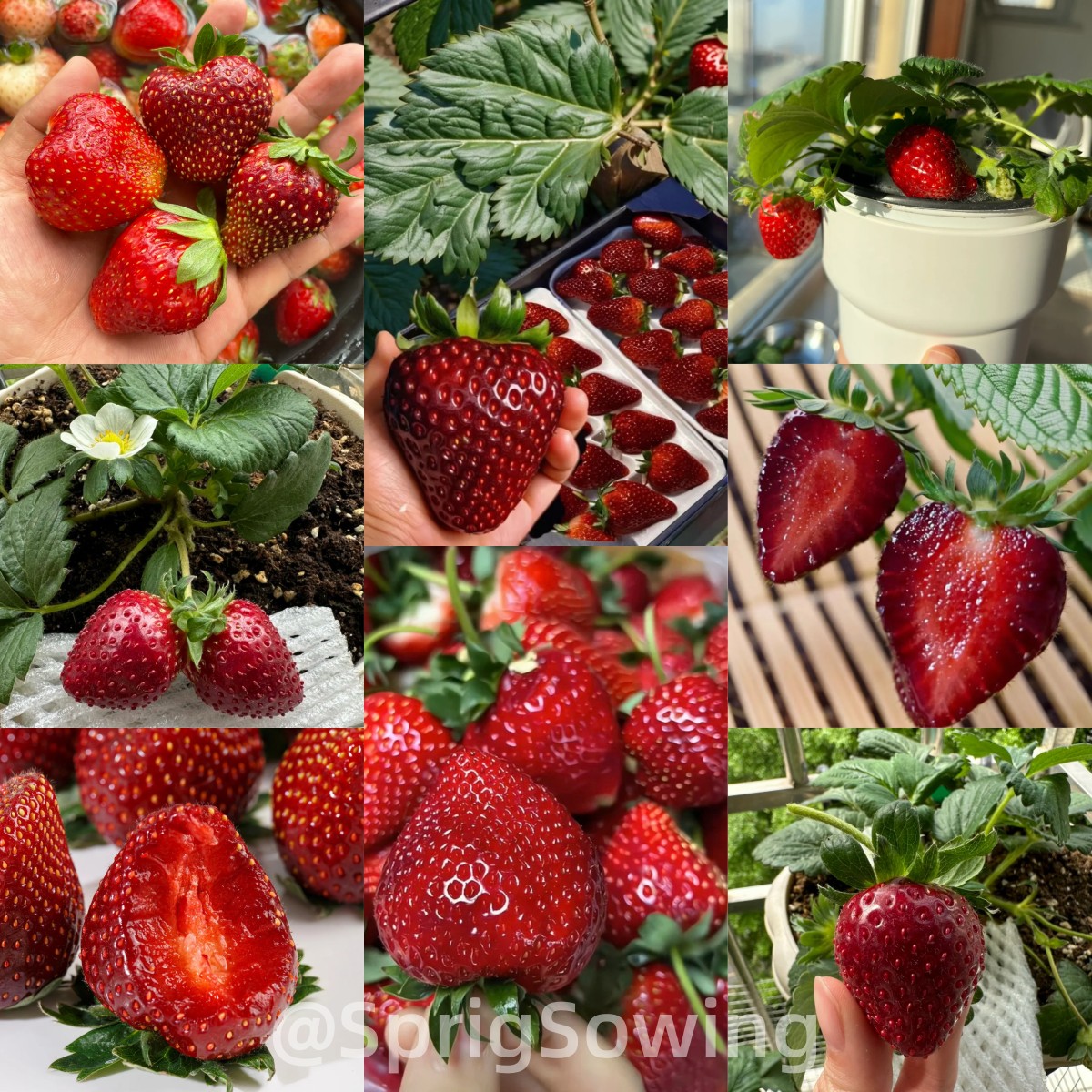 Black Pearl Strawberry Seeds-Plantjoyfarm-