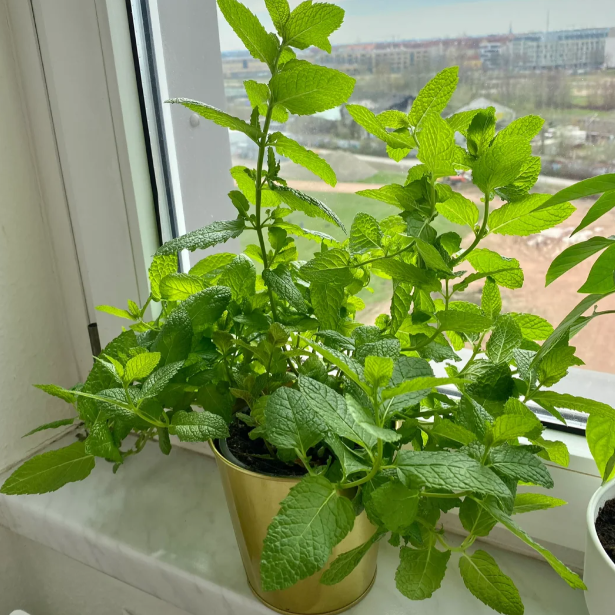 🍃The Latest Ornamental And Edible Mint Varieties-Plantjoyfarm-Garden Seeds,best selling