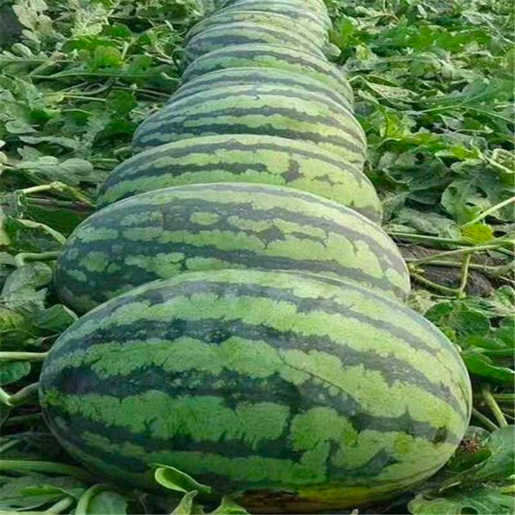 🍈Lazy Seedless Watermelon-Plantjoyfarm-Fruit Seeds,best selling