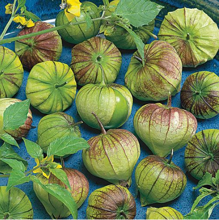 Super Verde Tomatillo Seeds-Plantjoyfarm-Fruit Seeds,Garden Seeds,best selling