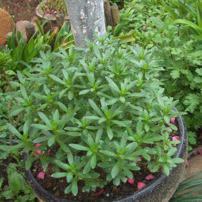 Phedimus Aizoon Seeds(Aizoon Stonecrop)-Plantjoyfarm-Vegetable Seeds,best selling