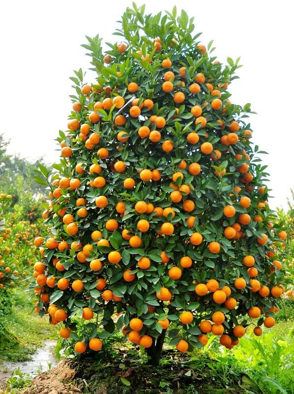 Kumquat Tree Seeds-Plantjoyfarm-Fruit Seeds,best selling