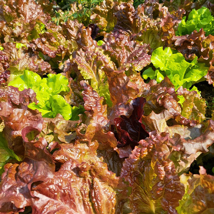 Organic Lettuce Seeds-Plantjoyfarm-Vegetable Seeds,best selling