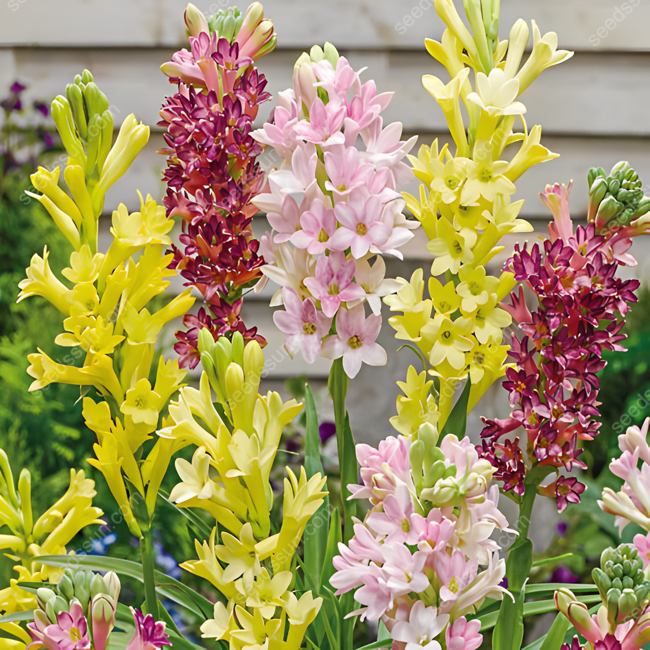 Tuberose Blubs