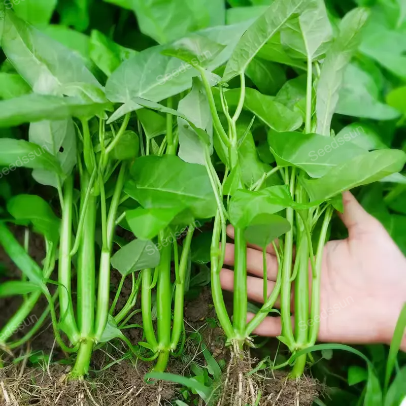 🥦🥦Triple-Stem Water Spinach Seeds-Plantjoyfarm-