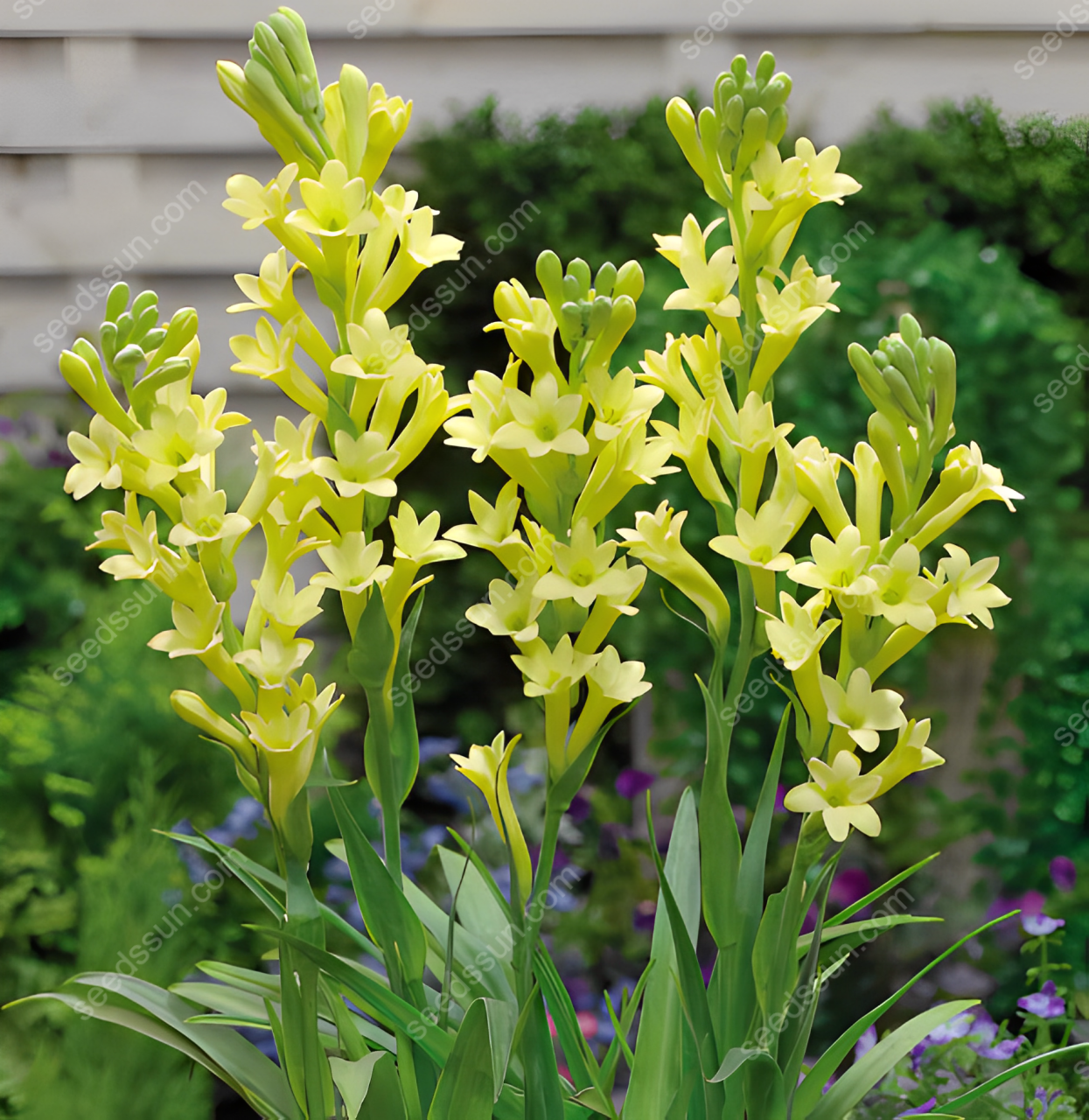 Tuberose Blubs