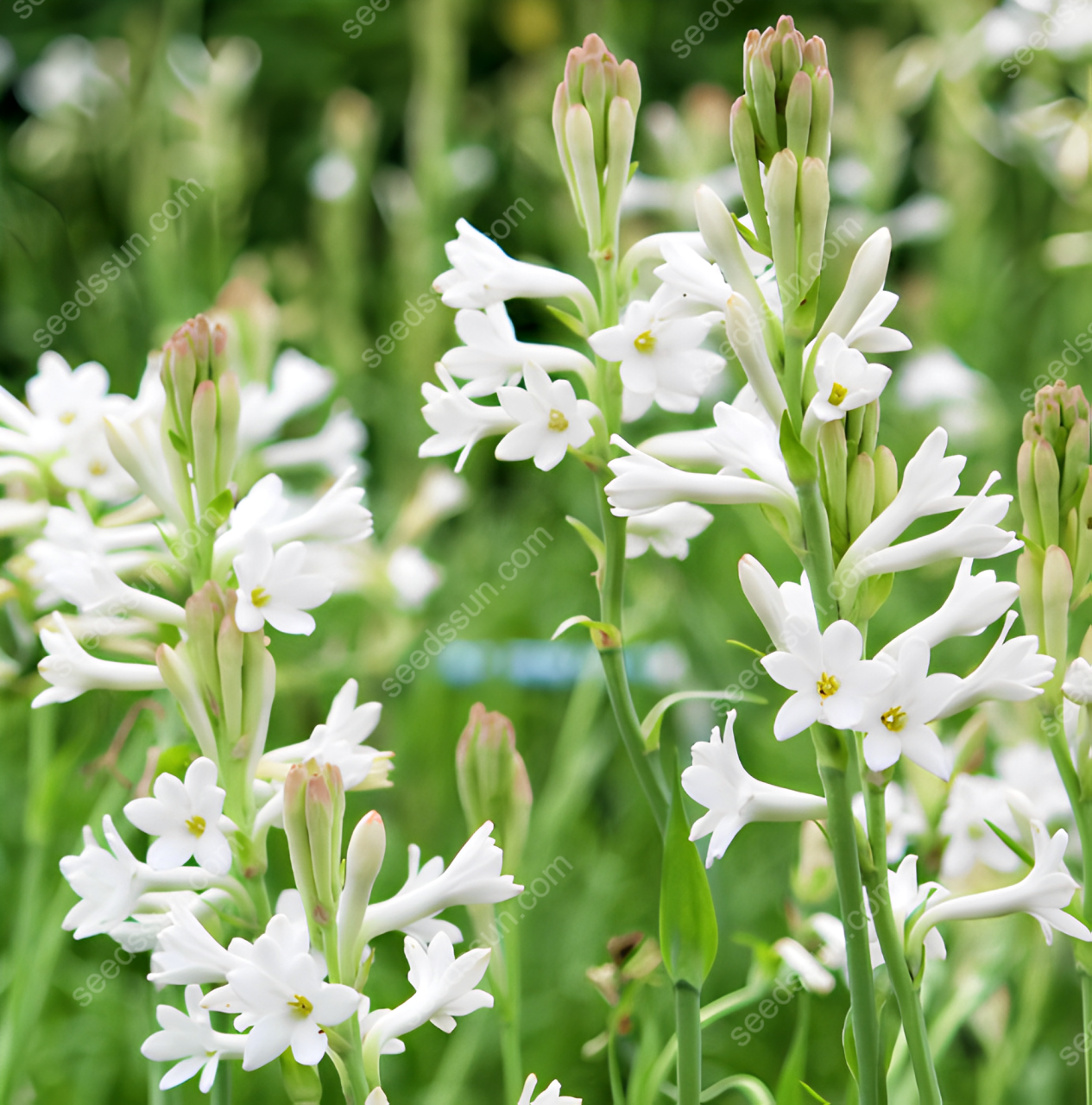 Tuberose Blubs