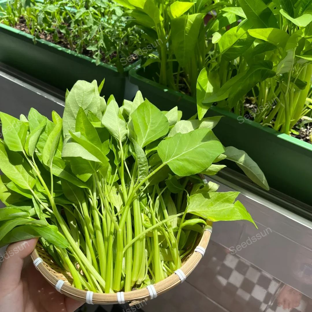 🥦🥦Triple-Stem Water Spinach Seeds-Plantjoyfarm-