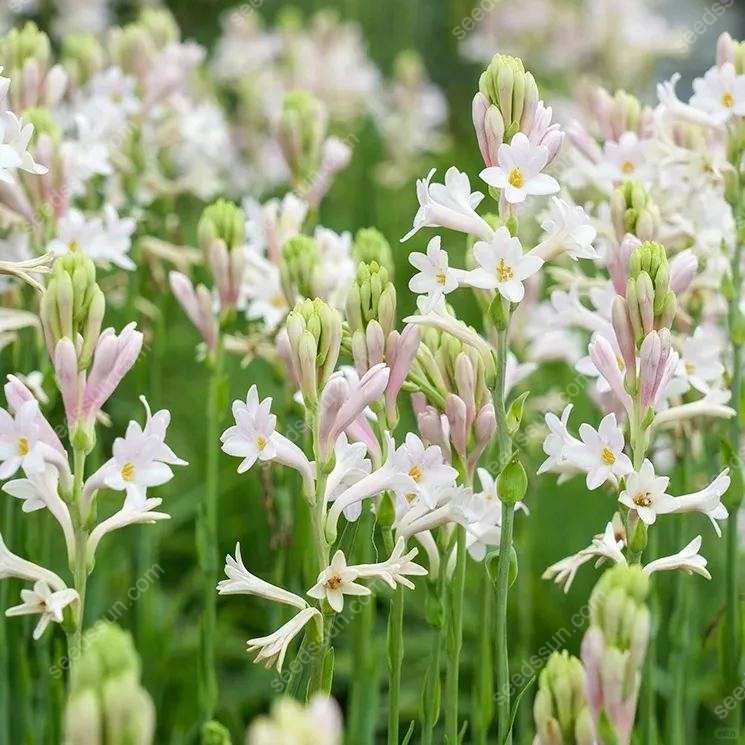Tuberose Blubs