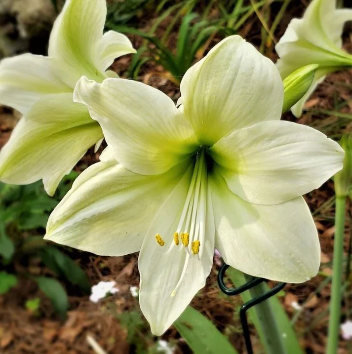 Rare Amaryllis Bulbs