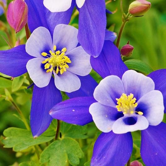 ✨Columbine Seeds – Elegant Blooms for Your Garden