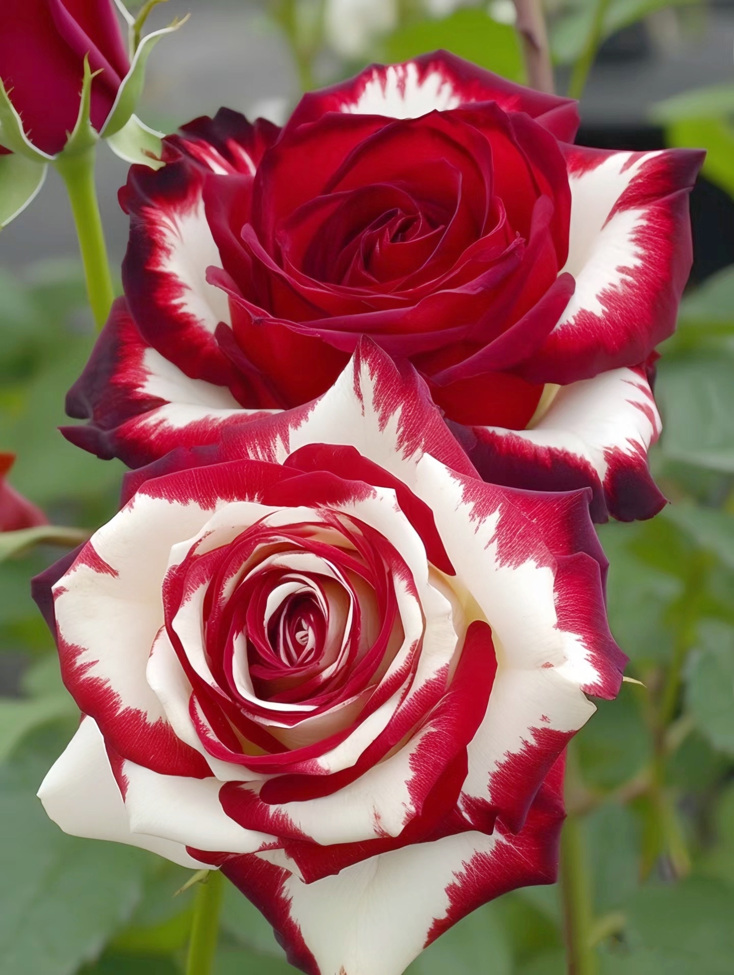 🌹49% OFF🌹Unique Garden Climbing Rose Flower Seeds- Lucky Rising-Plantjoyfarm-