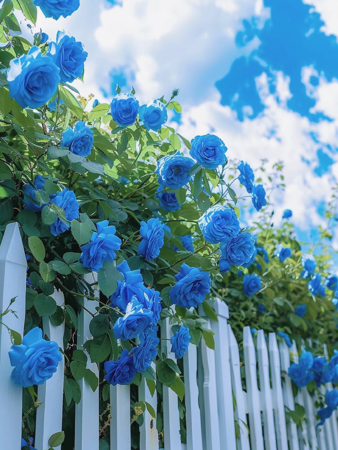 🌹49% OFF🌹Unique Garden Climbing Rose Flower Seeds- Lucky Rising-Plantjoyfarm-