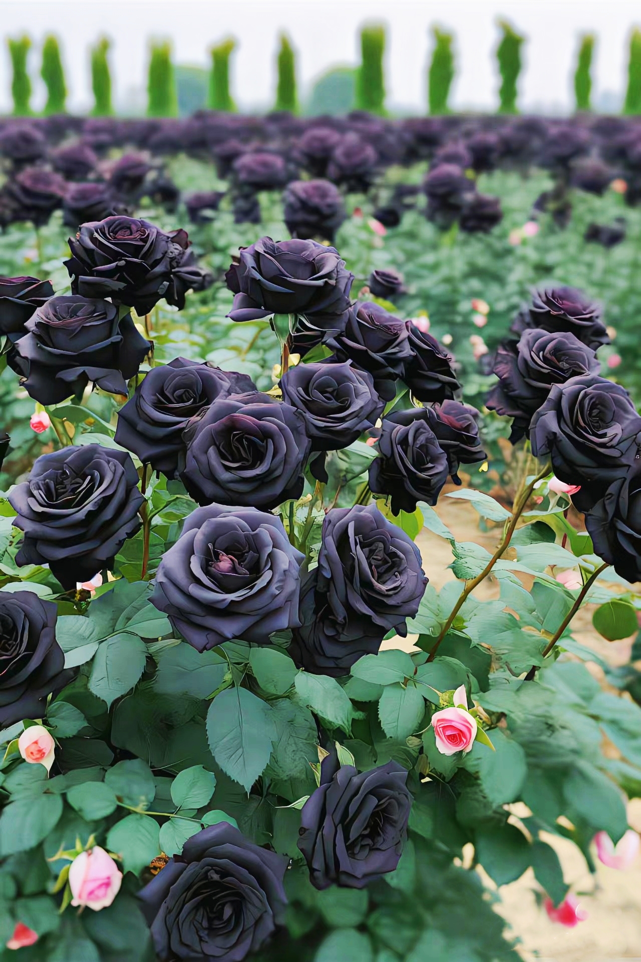 🌹49% OFF🌹Unique Garden Climbing Rose Flower Seeds- Lucky Rising-Plantjoyfarm-